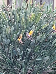 Anthochaera carunculata