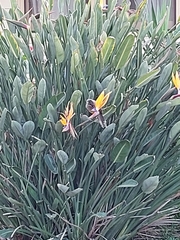 Anthochaera carunculata