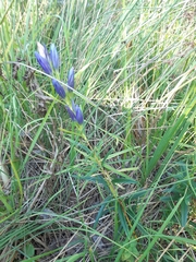 Gentiana pneumonanthe
