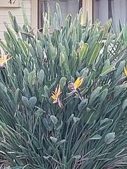 Anthochaera carunculata