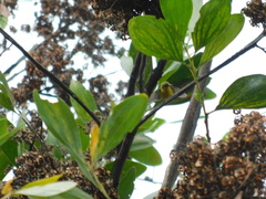 Cinnyris jugularis ornatus