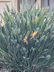 Anthochaera carunculata