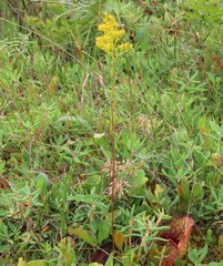 Solidago uliginosa