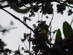 Cinnyris jugularis ornatus