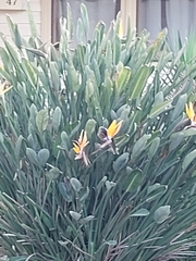 Anthochaera carunculata
