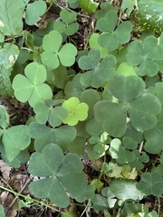 Oxalis acetosella