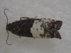 Eucosma