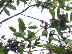 Psilopogon haemacephalus