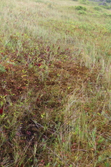 Maianthemum trifolium