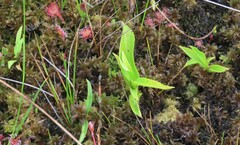Maianthemum trifolium