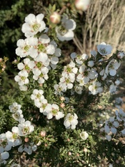 Leptospermum continentale