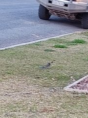 Platycercus elegans flaveolus