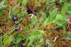 Aronia melanocarpa