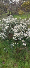Olearia pannosa