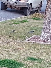 Platycercus elegans flaveolus