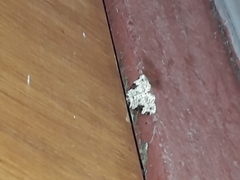 Xanthorhoe fluctuata