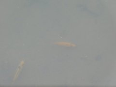 Amphilophus labiatus