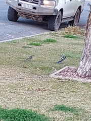 Platycercus elegans flaveolus