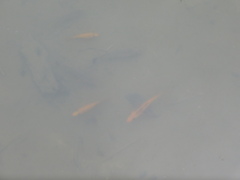 Amphilophus labiatus