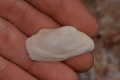 Barbatia