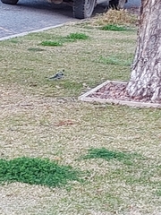 Platycercus elegans flaveolus