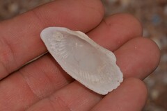 Barbatia