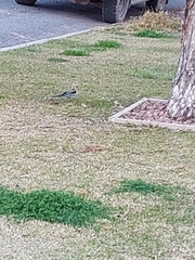 Platycercus elegans flaveolus