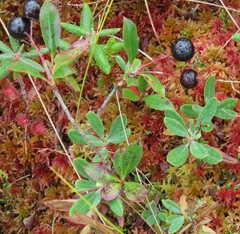Aronia melanocarpa