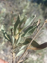 Cistus halimifolius