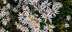 Olearia pannosa