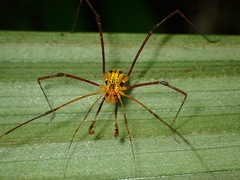 Paracrobunus similis