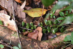 Lemmaphyllum microphyllum
