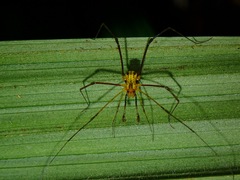 Paracrobunus similis