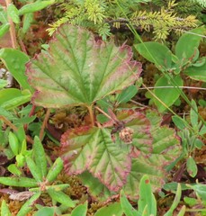 Rubus chamaemorus