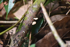 Schizophyllum commune