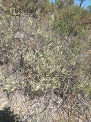 Cistus halimifolius