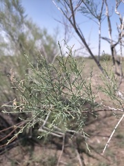 Tamarix