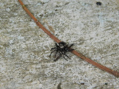 Anarrhotus fossulatus