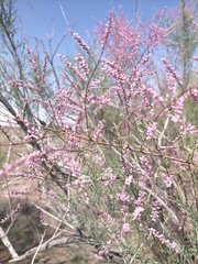 Tamarix
