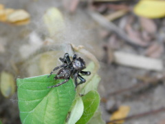 Anarrhotus fossulatus