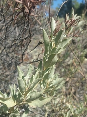 Cistus halimifolius