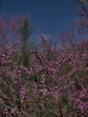 Tamarix