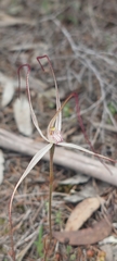 Caladenia capillata