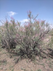 Tamarix