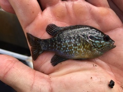 Lepomis marginatus