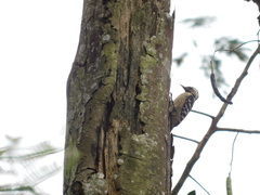 Dendrocopos analis