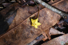Gmelina arborea