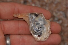 Malleus meridianus