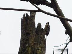 Dendrocopos analis