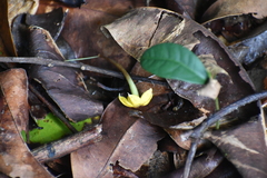 Gmelina arborea